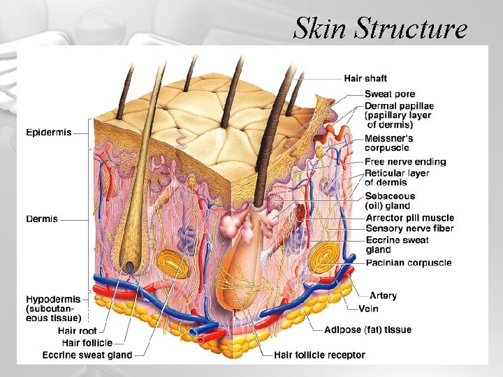 Skin Structure Figure 4. 4 
