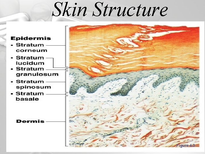 Skin Structure Figure 4. 3 