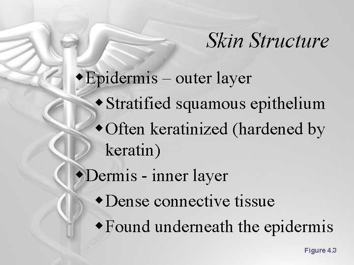 Skin Structure w Epidermis – outer layer w Stratified squamous epithelium w Often keratinized