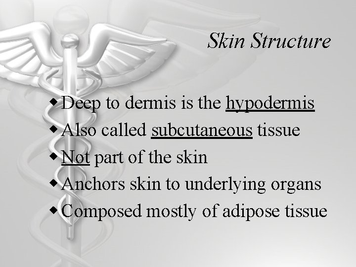 Skin Structure w Deep to dermis is the hypodermis w Also called subcutaneous tissue