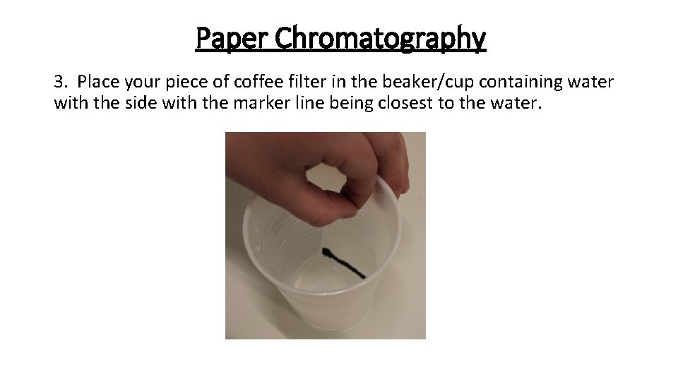 Paper Chromatography 3. Place your piece of coffee filter in the beaker/cup containing water