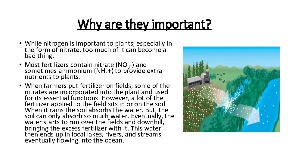 Why are they important? • While nitrogen is important to plants, especially in the