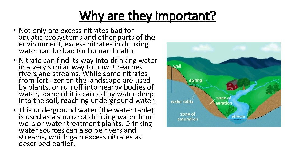 Why are they important? • Not only are excess nitrates bad for aquatic ecosystems