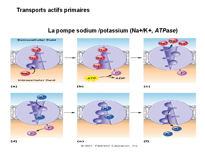 Transports actifs primaires La pompe sodium /potassium (Na+/K+, ATPase) 