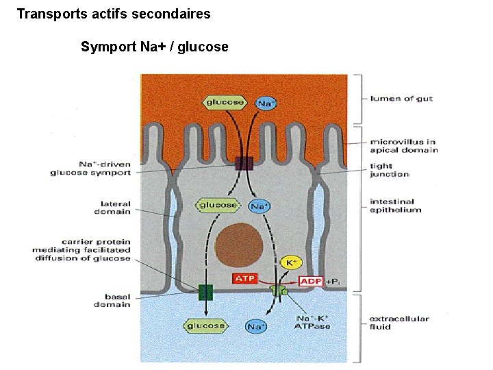 Transports actifs secondaires Symport Na+ / glucose 