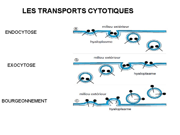 LES TRANSPORTS CYTOTIQUES ENDOCYTOSE EXOCYTOSE BOURGEONNEMENT 