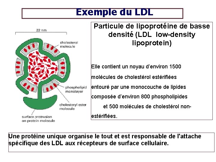 Exemple du LDL Particule de lipoprotéine de basse densité (LDL low-density lipoprotein) Elle contient