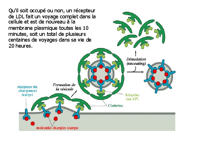 Qu'il soit occupé ou non, un récepteur de LDL fait un voyage complet dans