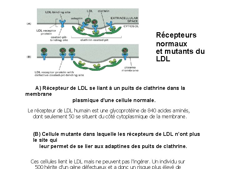 Récepteurs normaux et mutants du LDL A) Récepteur de LDL se liant à un