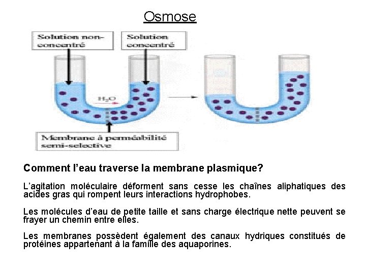 Osmose Comment l’eau traverse la membrane plasmique? L’agitation moléculaire déforment sans cesse les chaînes
