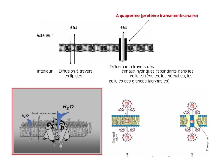 Aquaporine (protéine transmembranaire) eau extérieur intérieur Diffusion à travers les lipides Diffusiuon à travers