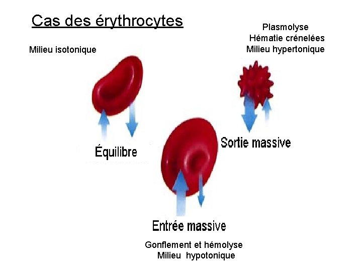 Cas des érythrocytes Milieu isotonique Gonflement et hémolyse Milieu hypotonique Plasmolyse Hématie crénelées Milieu