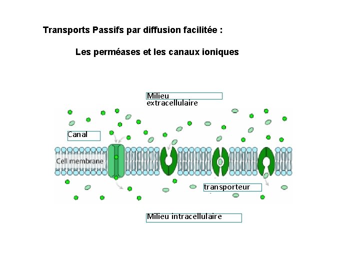 Transports Passifs par diffusion facilitée : Les perméases et les canaux ioniques Milieu extracellulaire