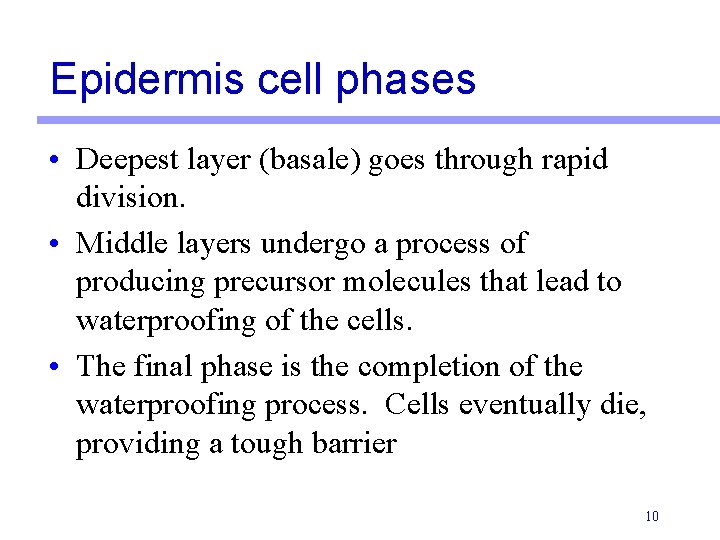 Epidermis cell phases • Deepest layer (basale) goes through rapid division. • Middle layers