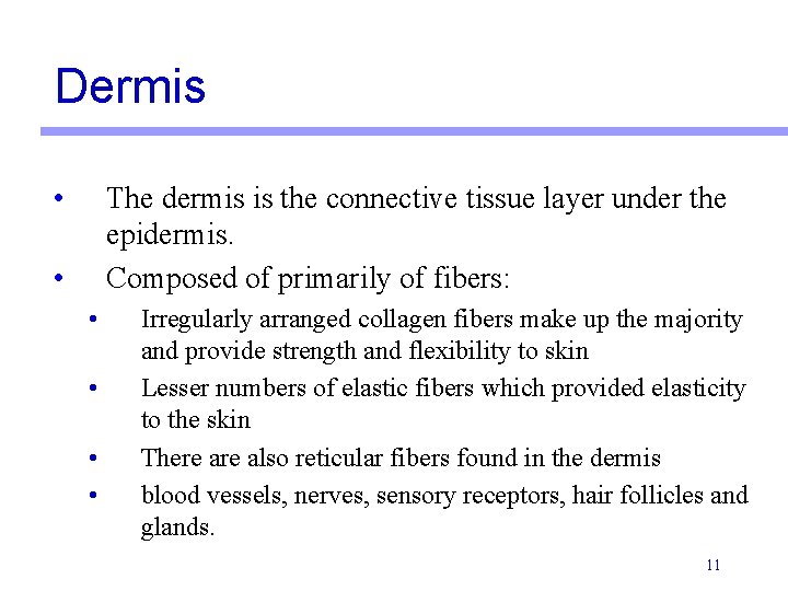 Dermis • The dermis is the connective tissue layer under the epidermis. Composed of