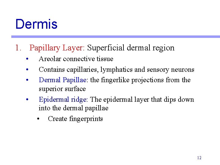 Dermis 1. Papillary Layer: Superficial dermal region • • Areolar connective tissue Contains capillaries,