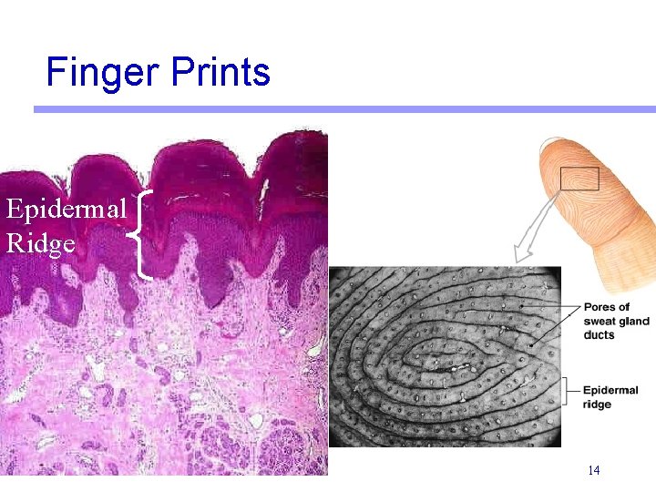 Finger Prints Epidermal Ridge 14 