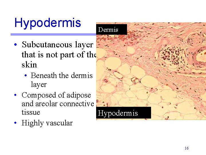 Hypodermis Dermis • Subcutaneous layer that is not part of the skin • Beneath