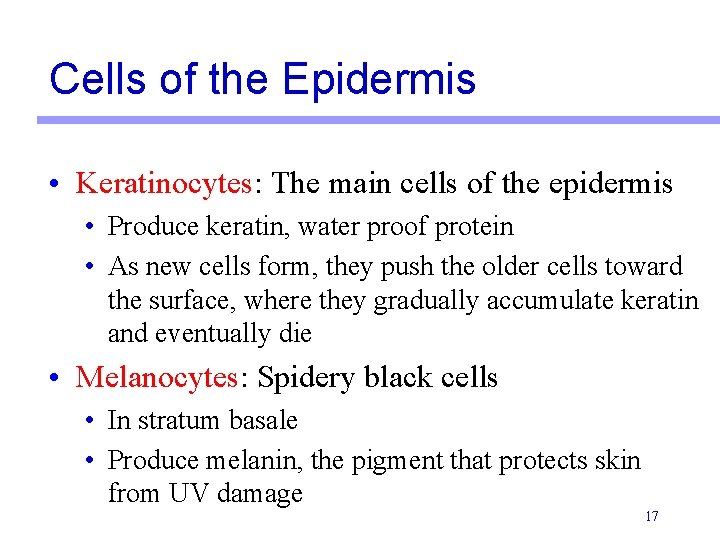 Cells of the Epidermis • Keratinocytes: The main cells of the epidermis • Produce