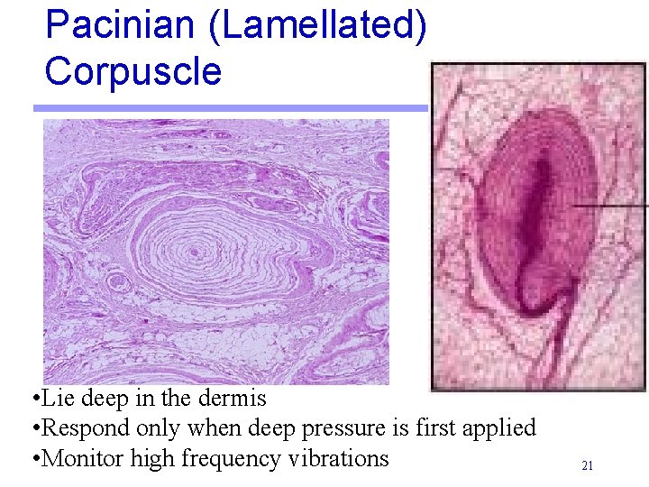 Pacinian (Lamellated) Corpuscle • Lie deep in the dermis • Respond only when deep