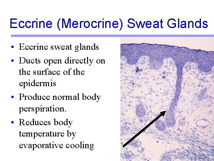 Eccrine (Merocrine) Sweat Glands • Eccrine sweat glands • Ducts open directly on the