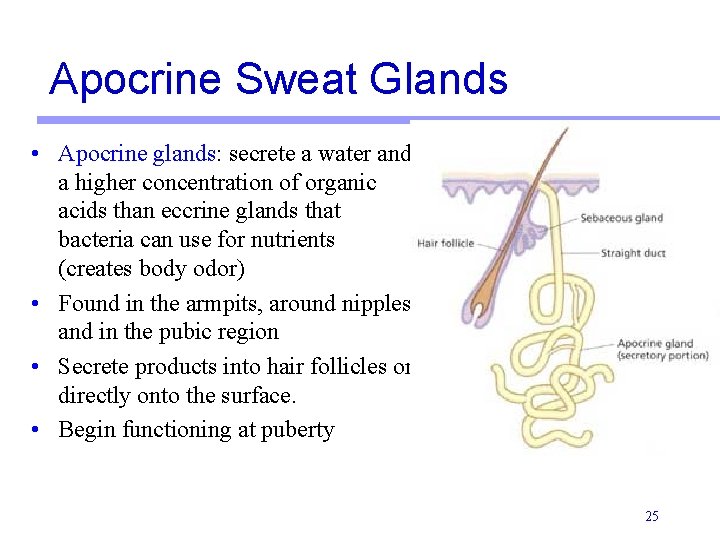 Apocrine Sweat Glands • Apocrine glands: secrete a water and a higher concentration of