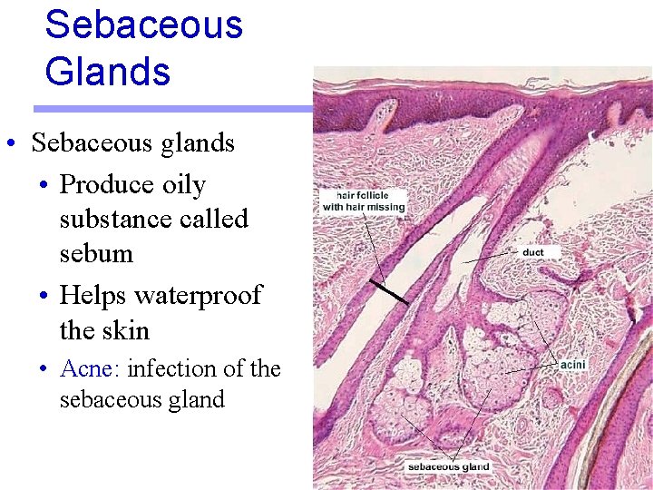 Sebaceous Glands • Sebaceous glands • Produce oily substance called sebum • Helps waterproof