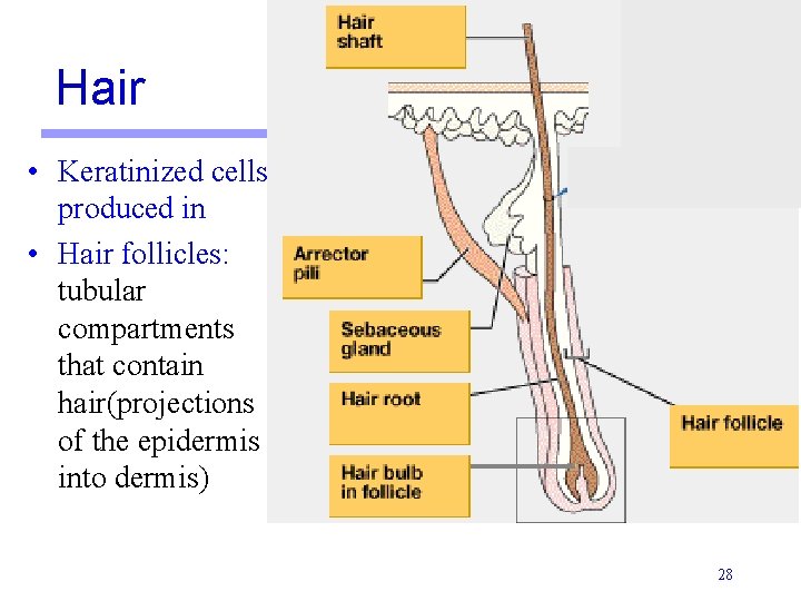 Hair • Keratinized cells produced in • Hair follicles: tubular compartments that contain hair(projections