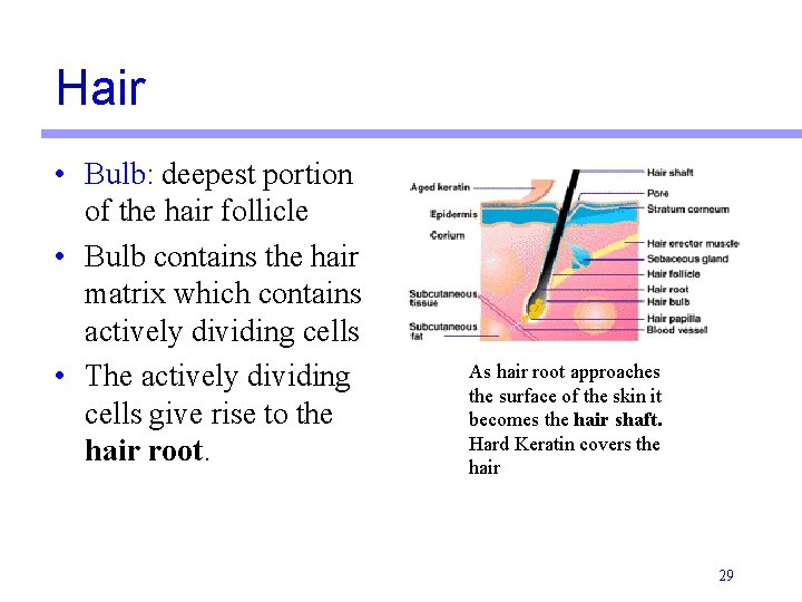 Hair • Bulb: deepest portion of the hair follicle • Bulb contains the hair