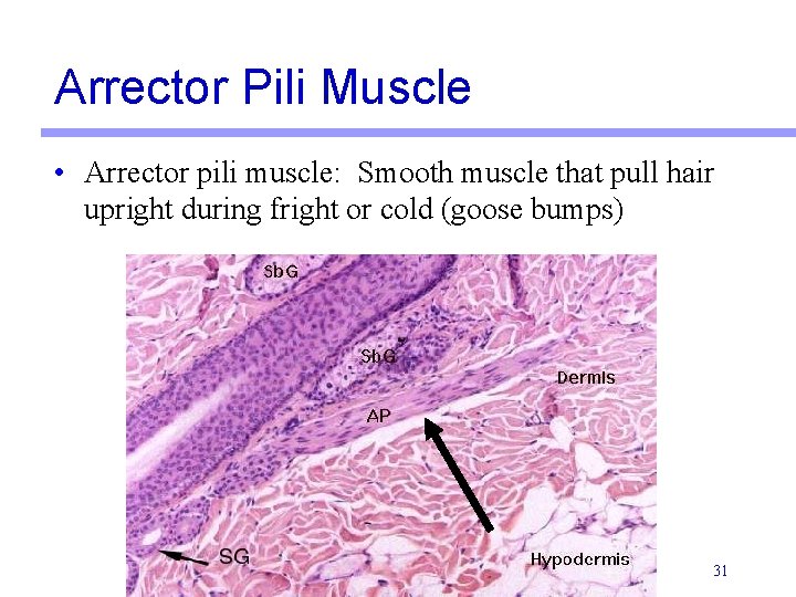 Arrector Pili Muscle • Arrector pili muscle: Smooth muscle that pull hair upright during