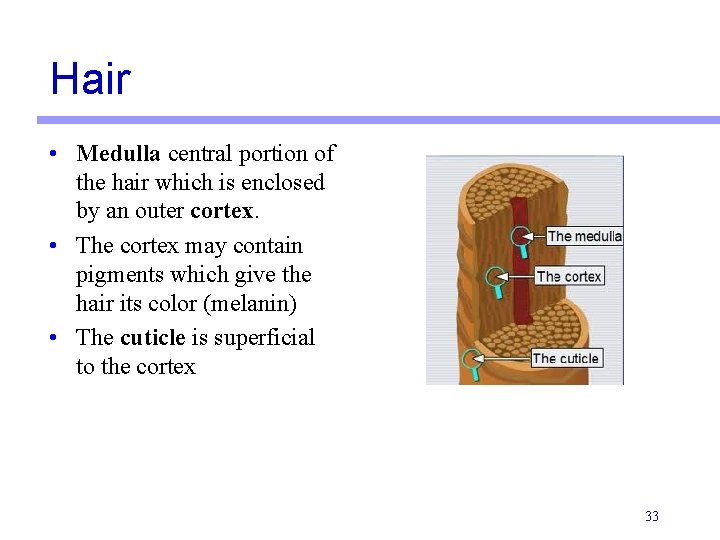 Hair • Medulla central portion of the hair which is enclosed by an outer