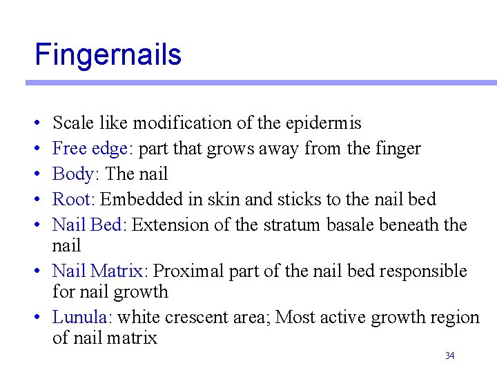 Fingernails • • • Scale like modification of the epidermis Free edge: part that