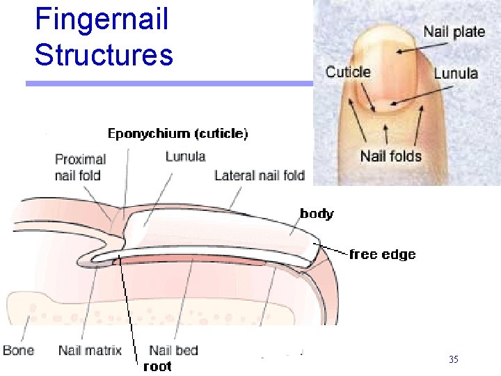 Fingernail Structures 35 