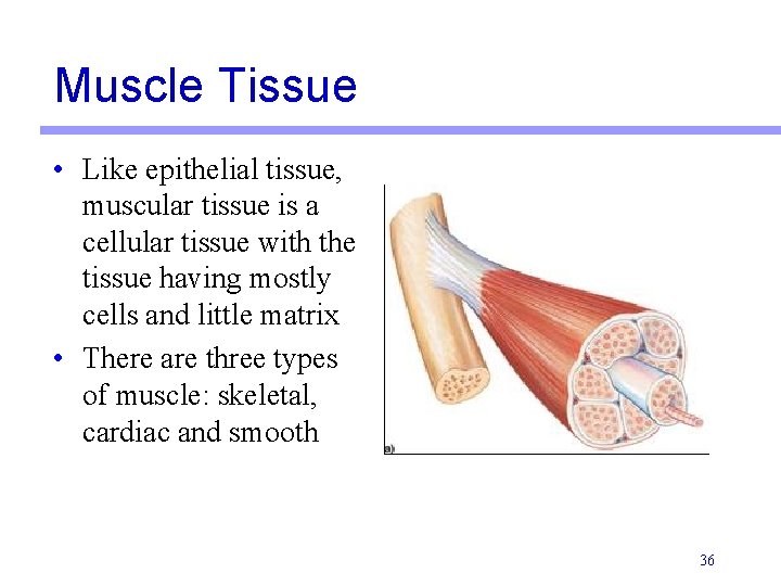 Muscle Tissue • Like epithelial tissue, muscular tissue is a cellular tissue with the