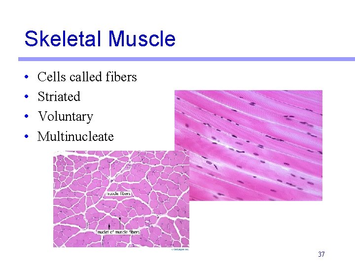 Skeletal Muscle • • Cells called fibers Striated Voluntary Multinucleate 37 