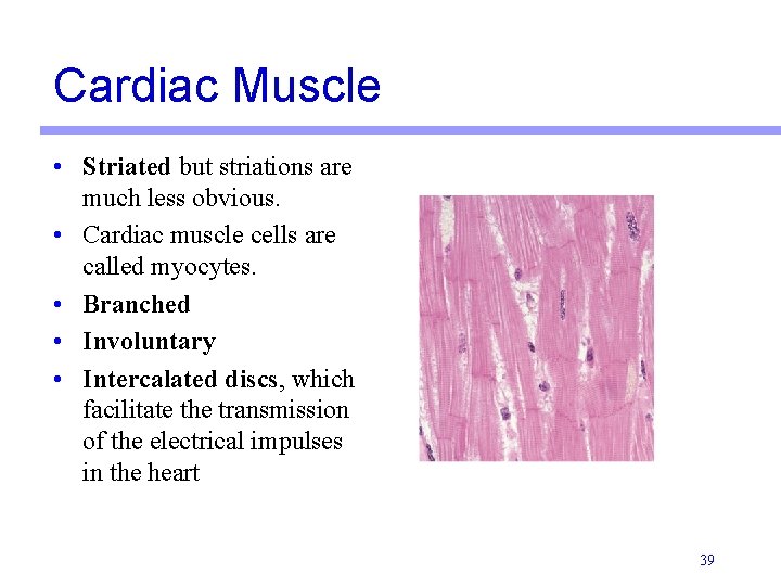 Cardiac Muscle • Striated but striations are much less obvious. • Cardiac muscle cells
