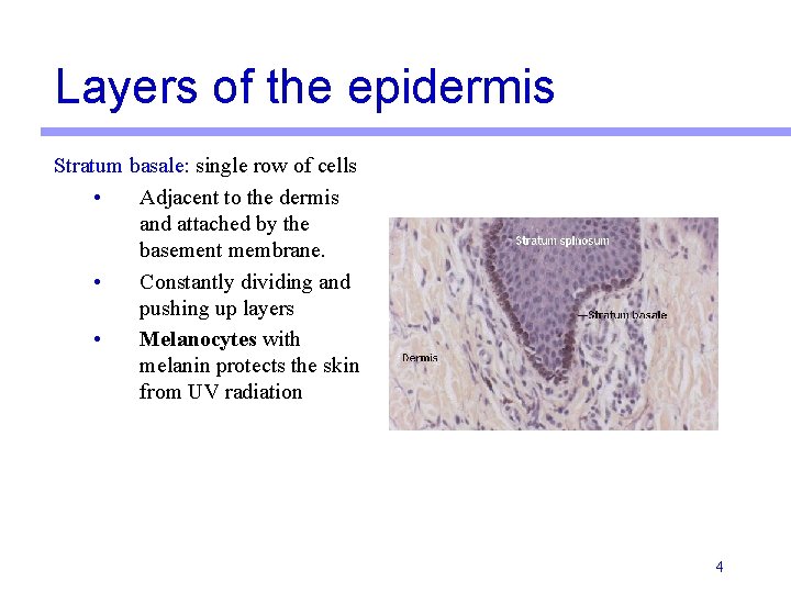 Layers of the epidermis Stratum basale: single row of cells • Adjacent to the