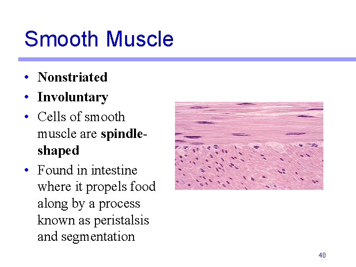 Smooth Muscle • Nonstriated • Involuntary • Cells of smooth muscle are spindleshaped •