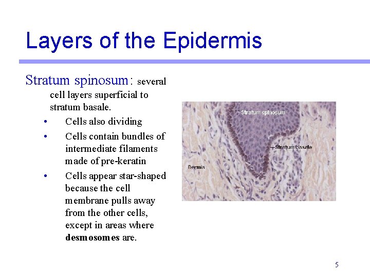 Layers of the Epidermis Stratum spinosum: several cell layers superficial to stratum basale. •