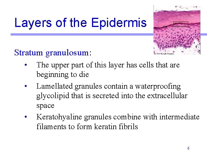 Layers of the Epidermis Stratum granulosum: • • • The upper part of this