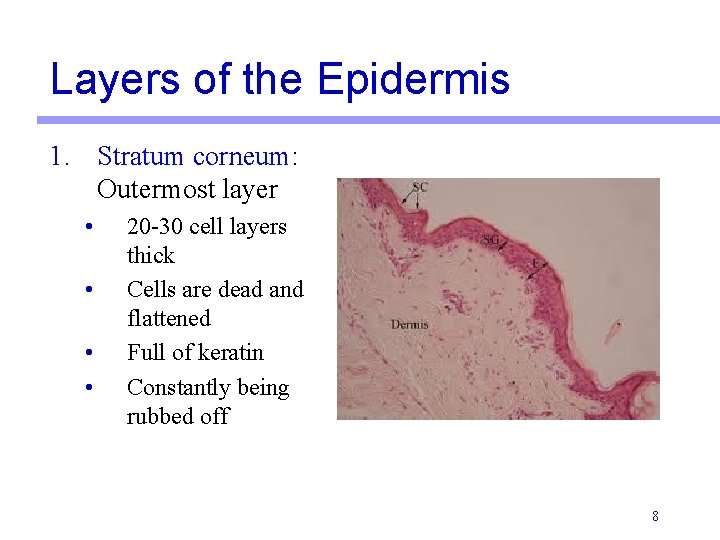 Layers of the Epidermis 1. Stratum corneum: Outermost layer • • 20 -30 cell