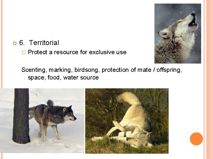  6. Territorial � Protect a resource for exclusive use Scenting, marking, birdsong, protection