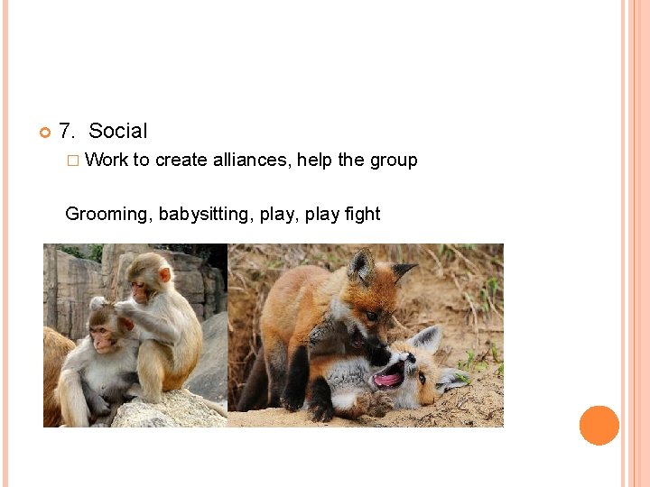  7. Social � Work to create alliances, help the group Grooming, babysitting, play