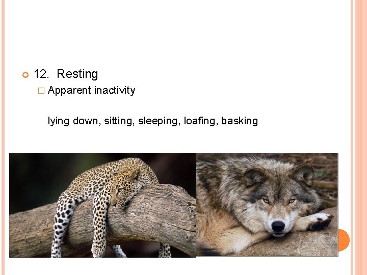  12. Resting � Apparent inactivity lying down, sitting, sleeping, loafing, basking 