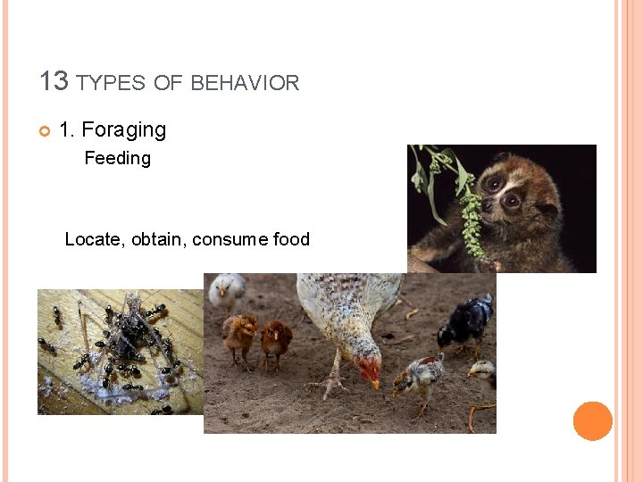 13 TYPES OF BEHAVIOR 1. Foraging Feeding Locate, obtain, consume food 