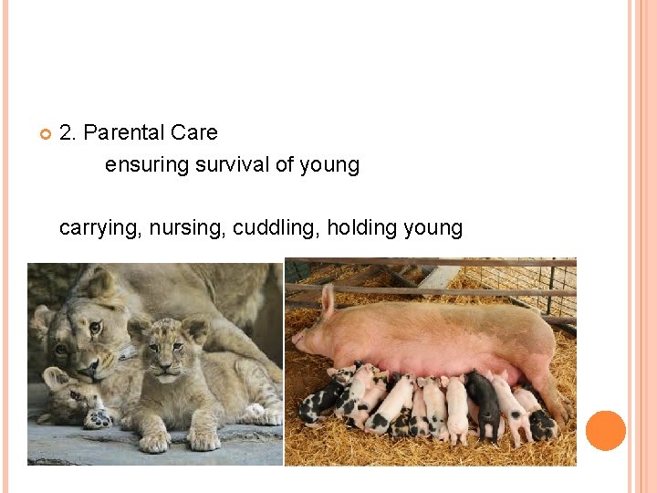  2. Parental Care ensuring survival of young carrying, nursing, cuddling, holding young 