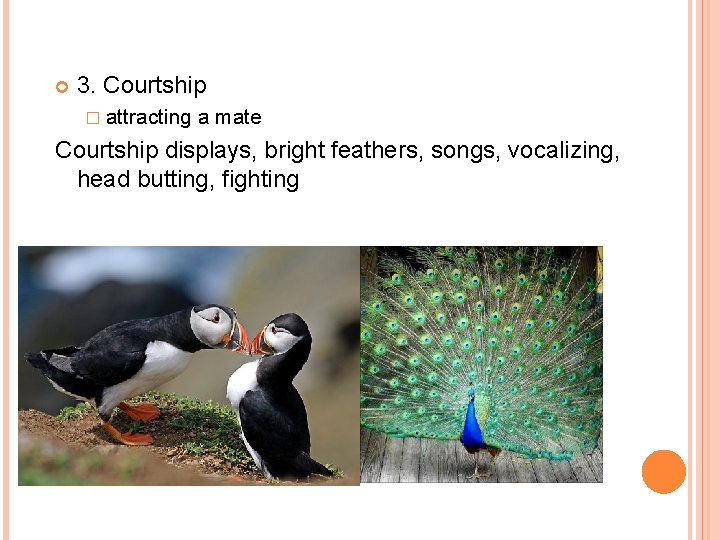  3. Courtship � attracting a mate Courtship displays, bright feathers, songs, vocalizing, head