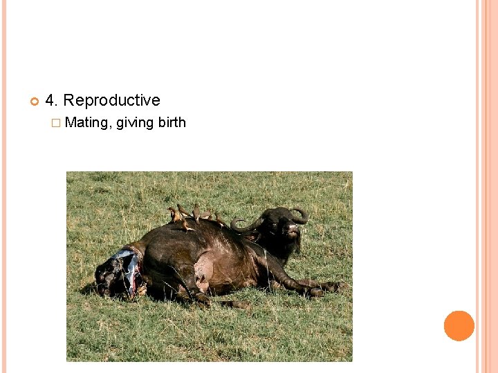  4. Reproductive � Mating, giving birth 