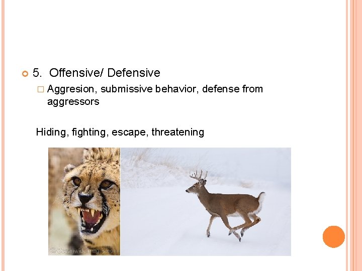  5. Offensive/ Defensive � Aggresion, submissive behavior, defense from aggressors Hiding, fighting, escape,