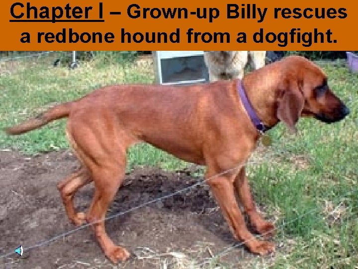Chapter I – Grown-up Billy rescues a redbone hound from a dogfight. 